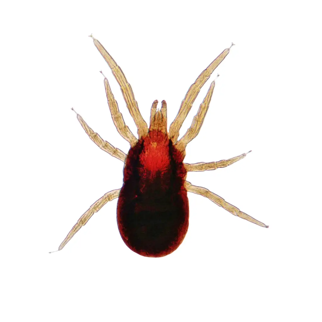 Close-up view of a red and brown eight-legged bird mite on a white background.