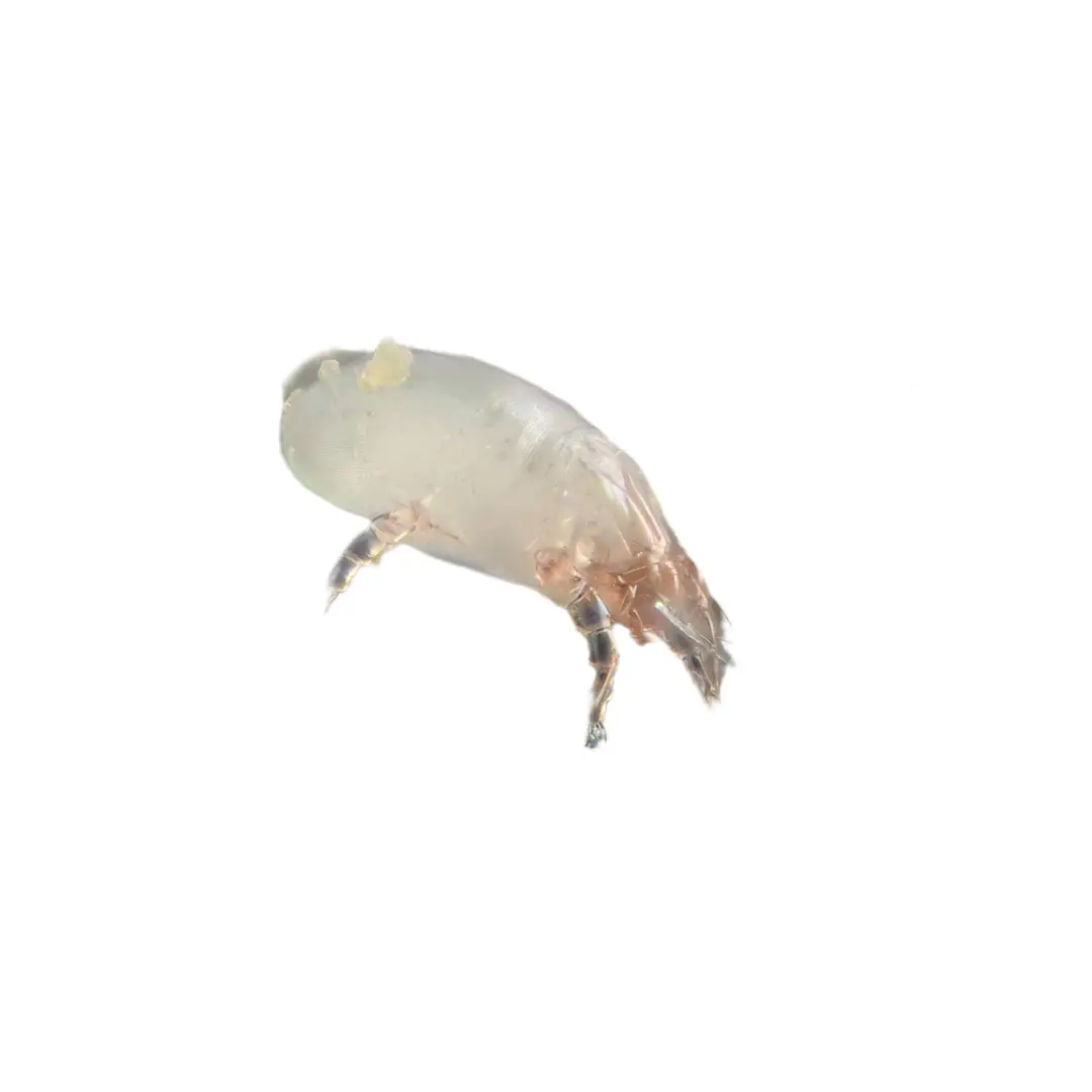 Close-up of a translucent dust mite with visible legs on a white background.