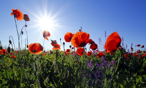 Red poppies under morning sun