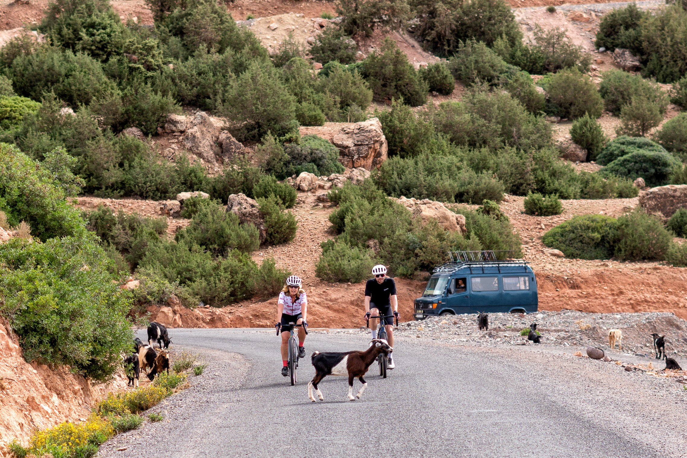 Two cyclists wearing helmets riding on a rural road with a goat crossing in front and more goats on the roadside and a blue van in the background.