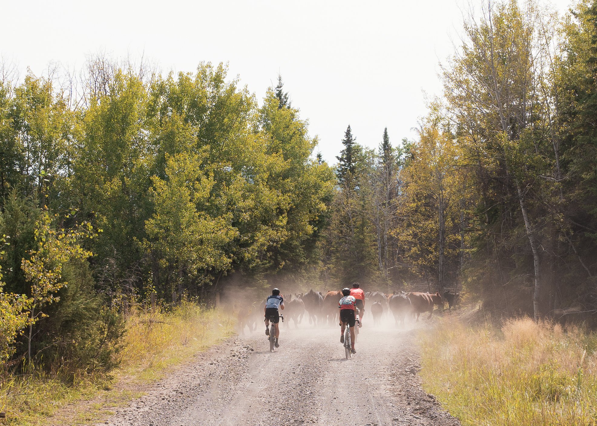 Two cyclists riding on a dirt road kicking up dust as a herd of cows blocks their path in a forested area.