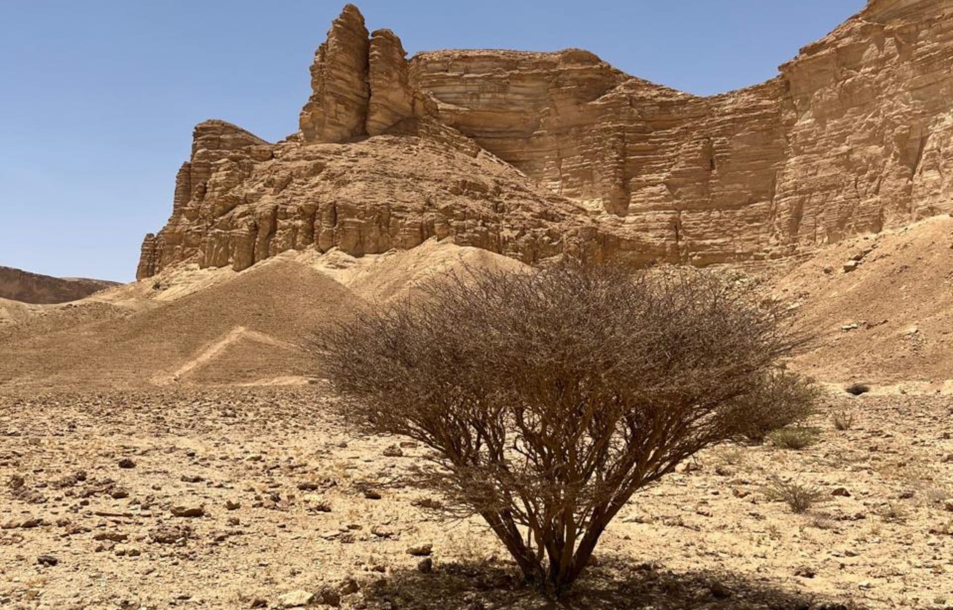 Ancient rock formations tower over sparse desert landscape with solitary shrub vegetation