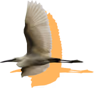 Weißer Vogel im Flug mit langem schwarzem Schnabel vor orangefarbenem Hintergrund.