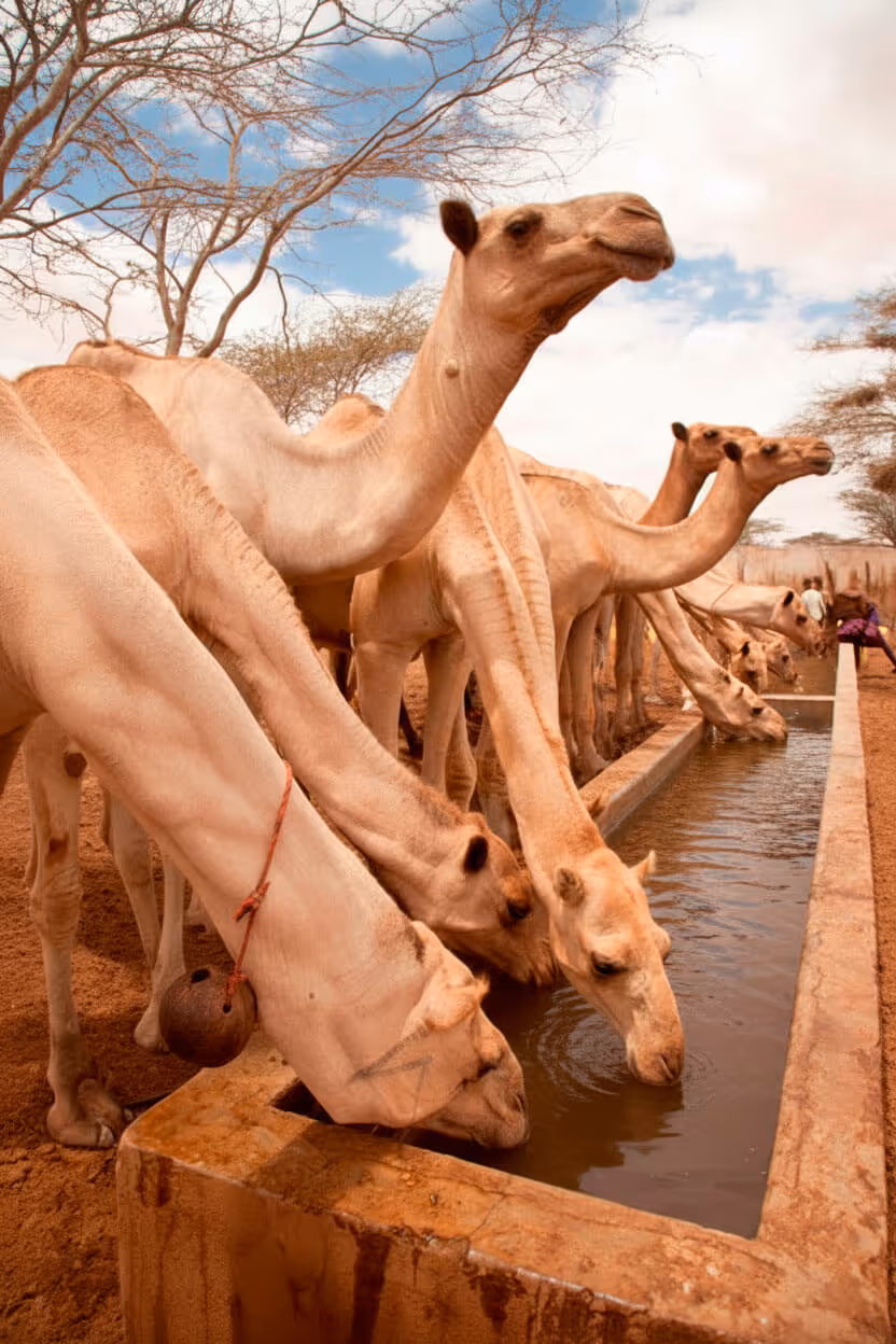 Mehrere Kamele trinken aus einem langen Wasserbecken in einer trockenen Landschaft.