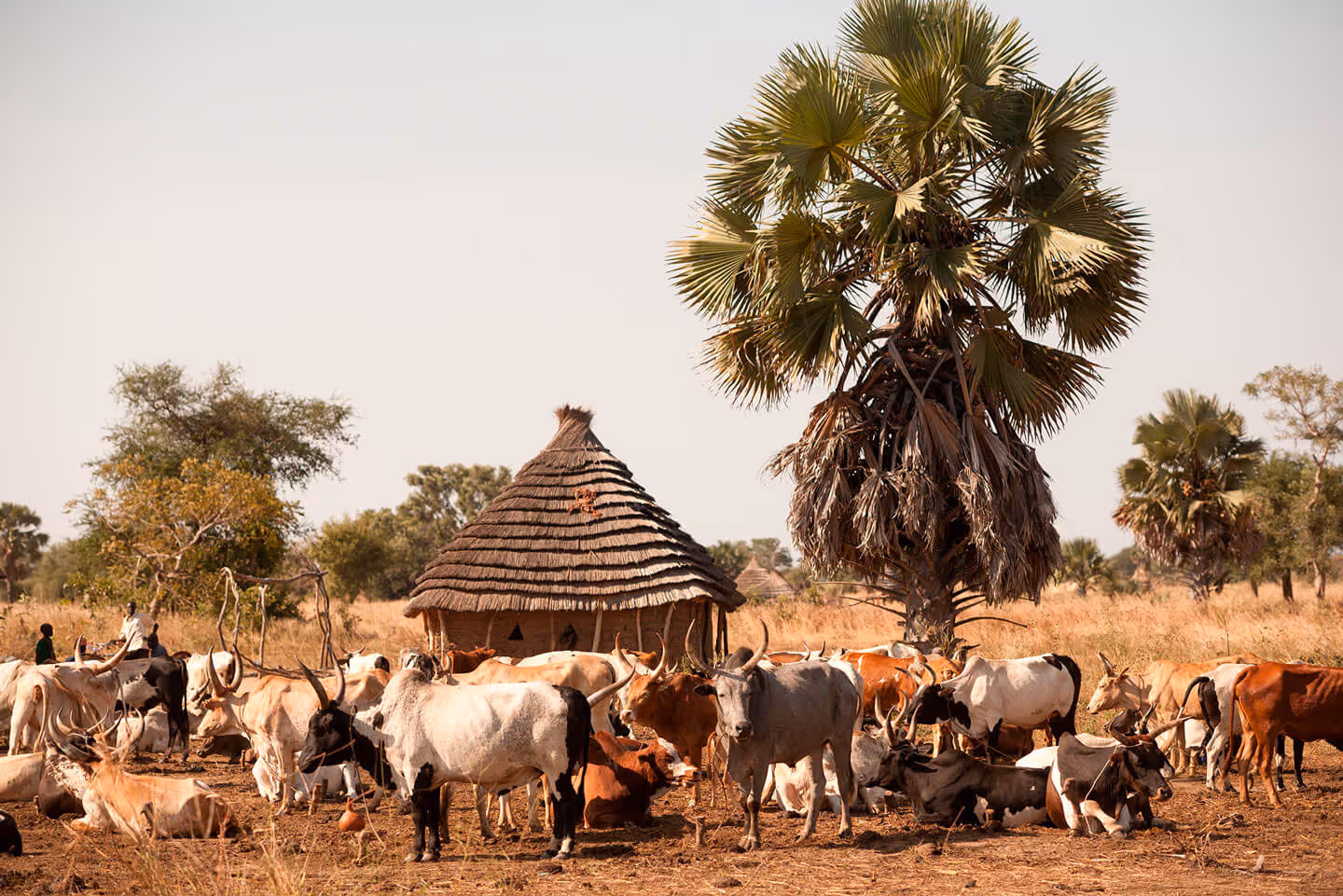 Rinderherde vor rundem Strohdach-Haus und Palmen in trockener Savannenlandschaft.