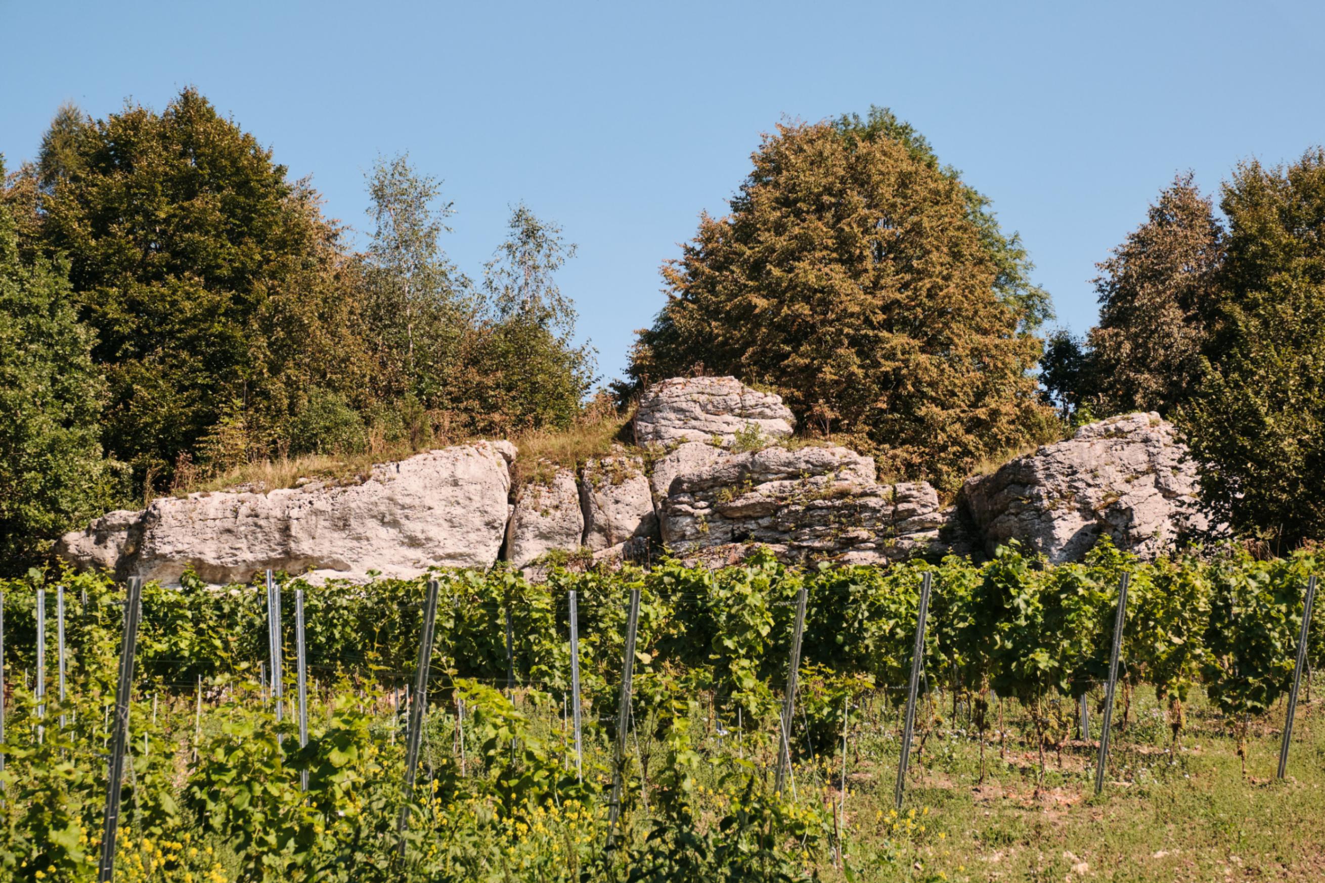 Vineyard with green grapevines in the foreground and large rock formations and trees in the background under a clear blue sky.