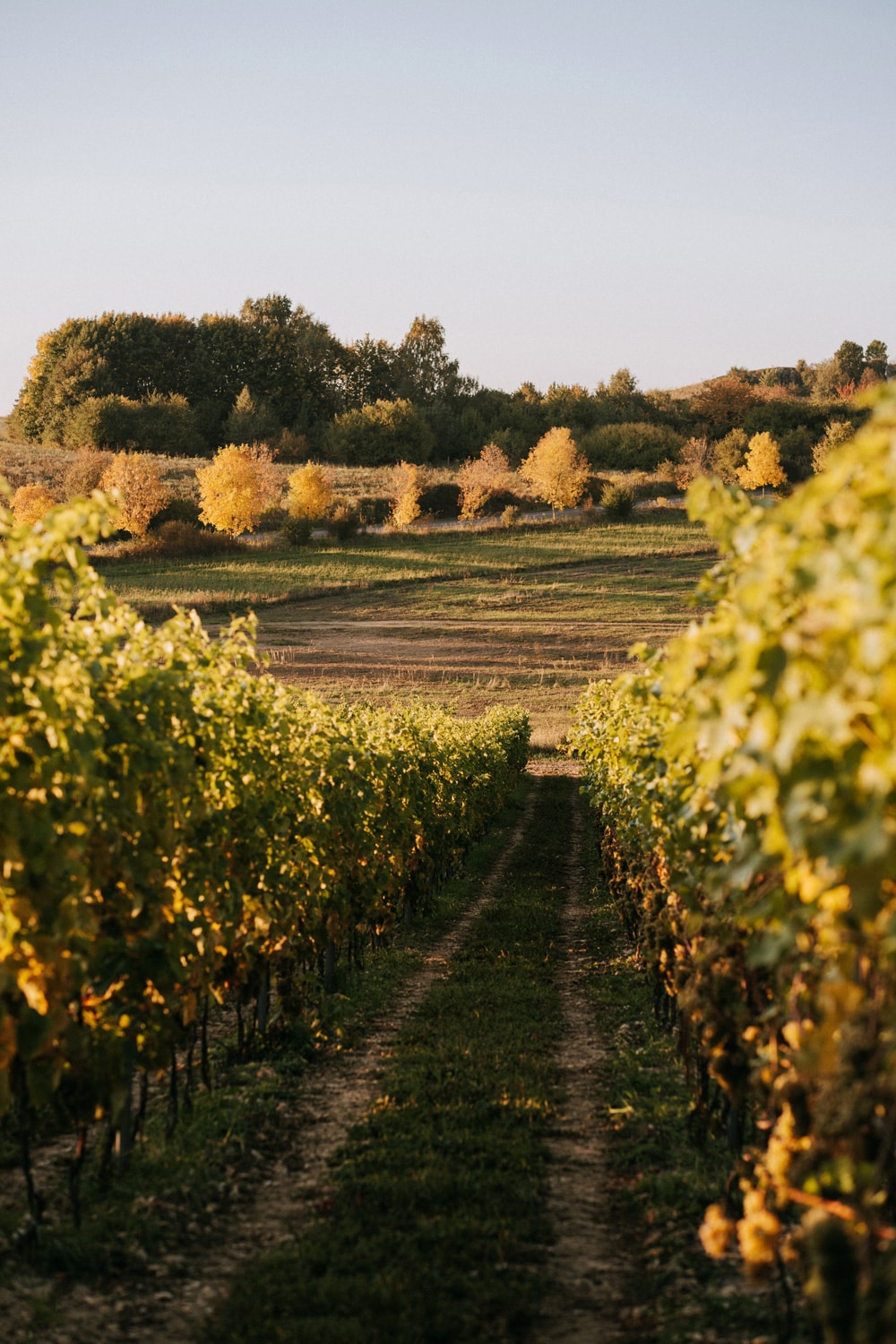 Vineyard rows leading toward a field with autumn trees under a clear sky.