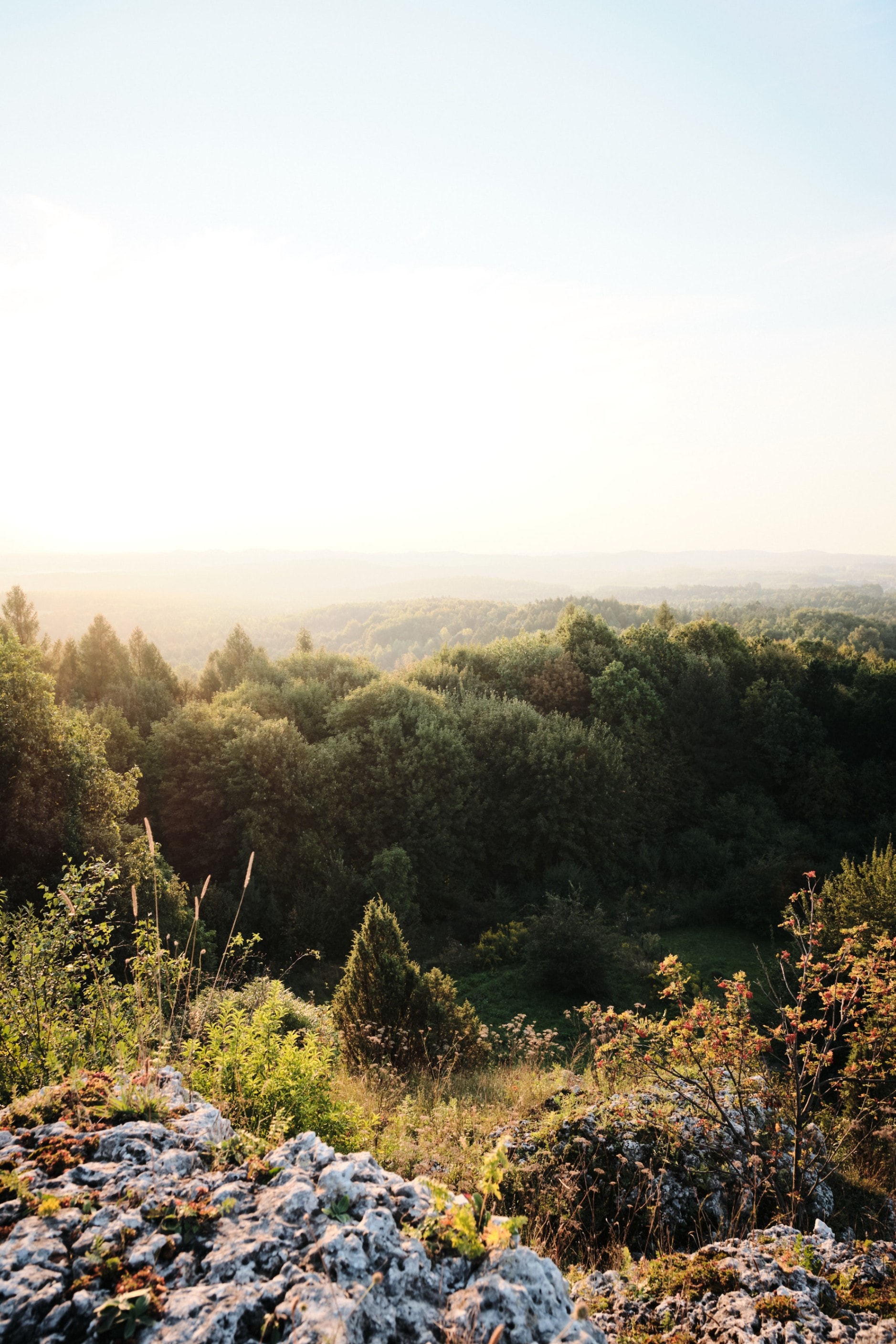 Sunlit forest landscape with rocky foreground and distant hills under a bright sky.