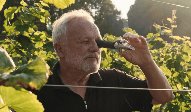 Older man inspecting grapes with a handheld refractometer in a vineyard.