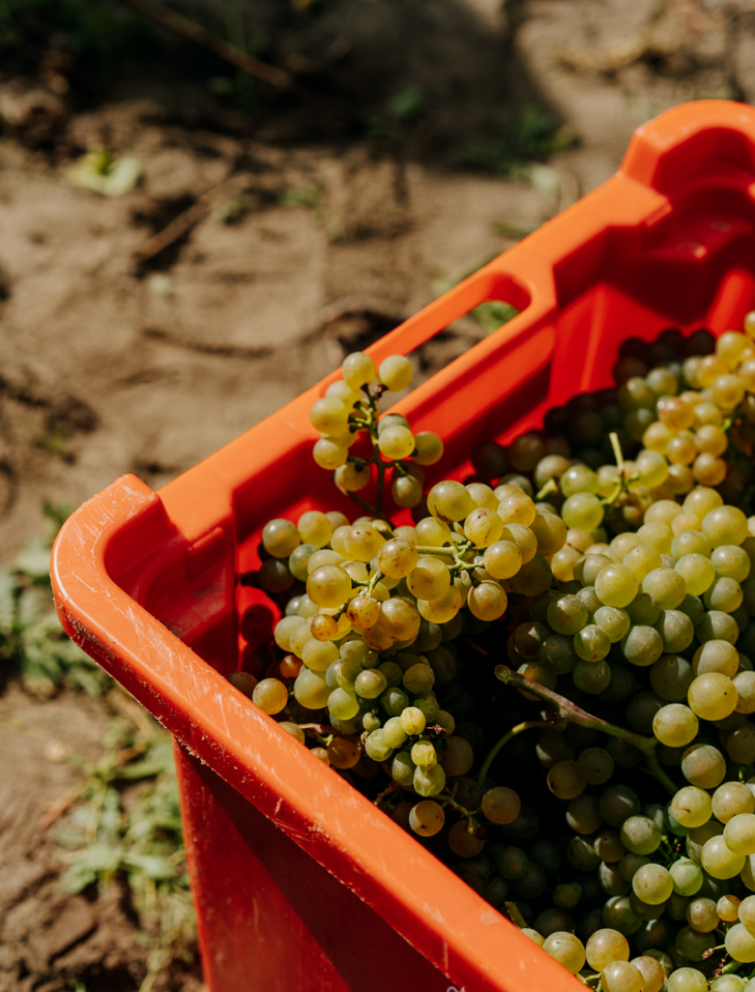 Close-up of green grapes in an orange plastic crate outdoors on soil ground.