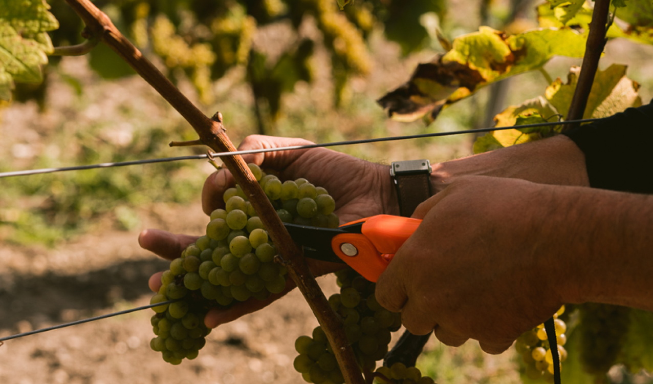 Person harvesting green grapes from a vine using orange pruning shears.