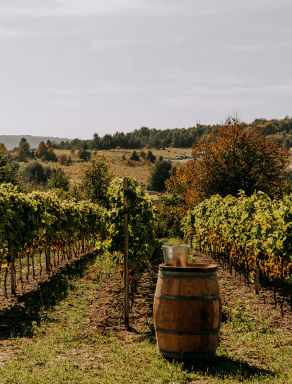 Wooden barrel with a metal bucket on top between rows of green grapevines in a vineyard under a cloudy sky.