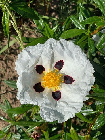 Photo de l'ingrédient
