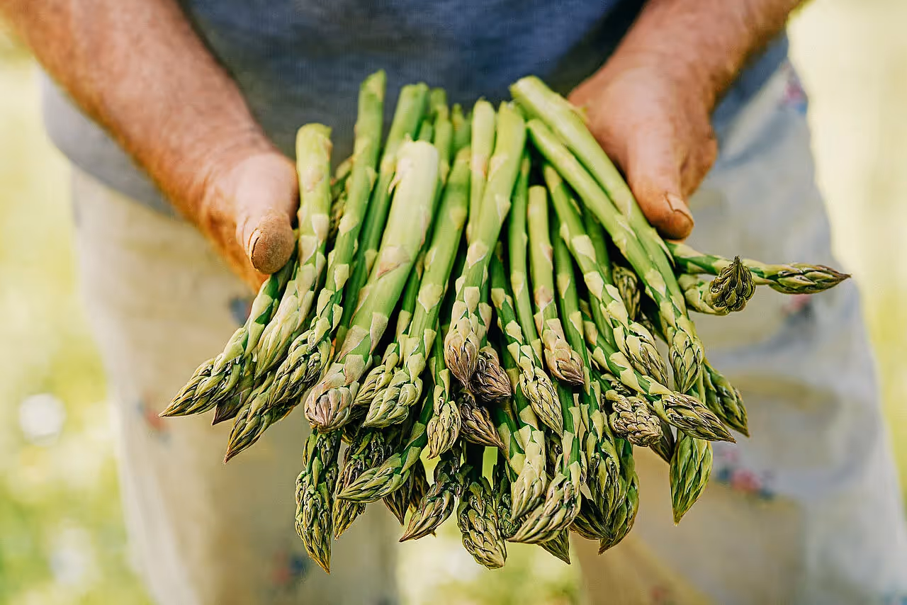 Grüner Spargel nach der Ernte