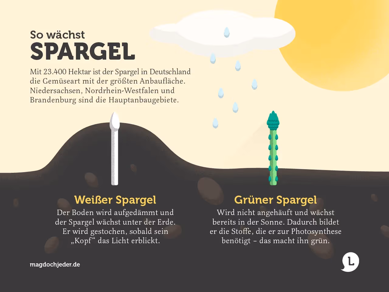 Infografik Unterschied zwischen weißem und grünen Spargel
