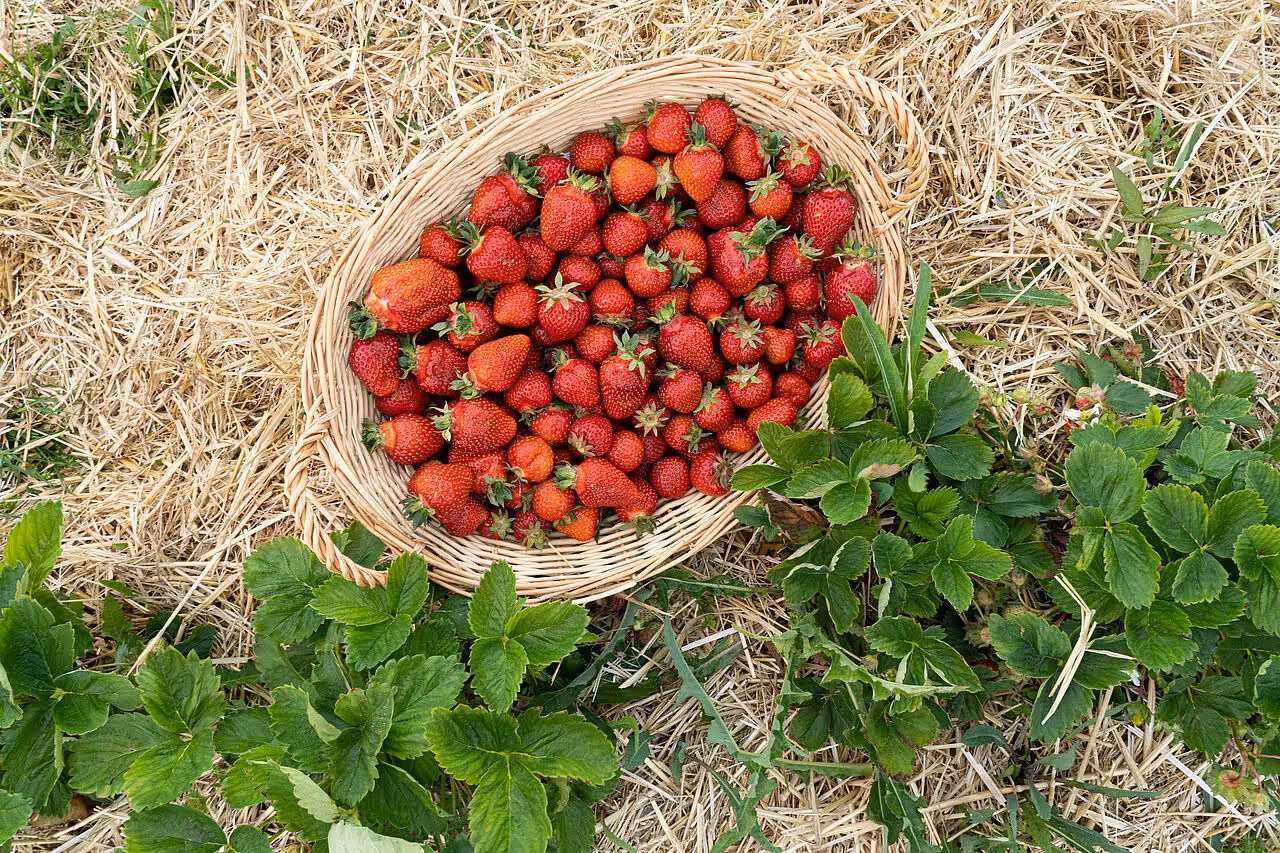 Erdbeersaison: Erdbeeren frisch vom Feld
