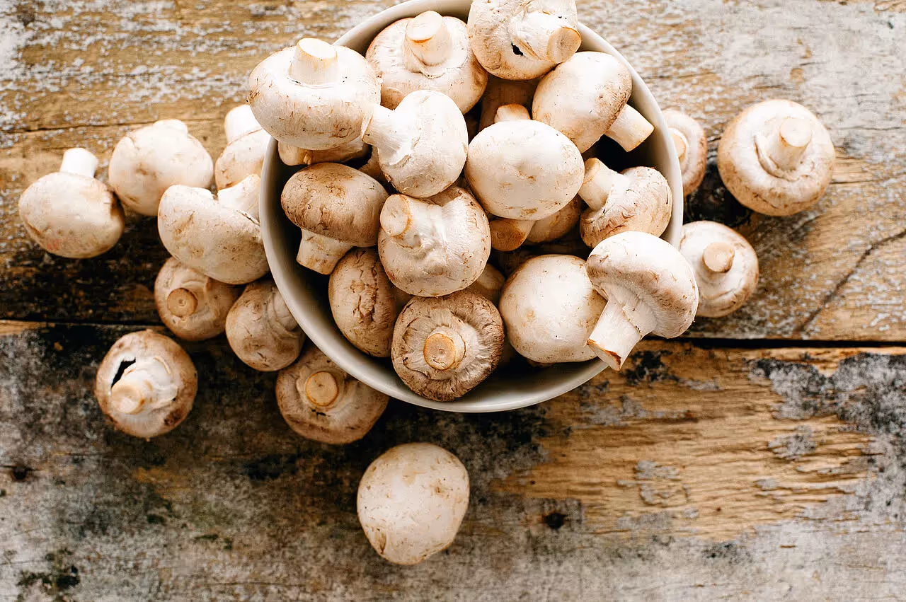 Champignons Saisonkalender August