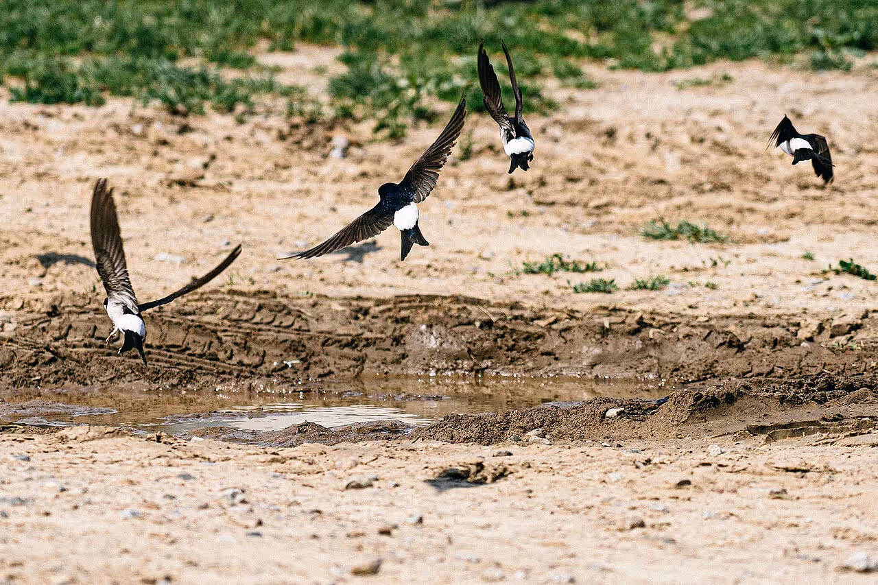 Vögel wie Schwalben sind wichtig für das Ökosystem