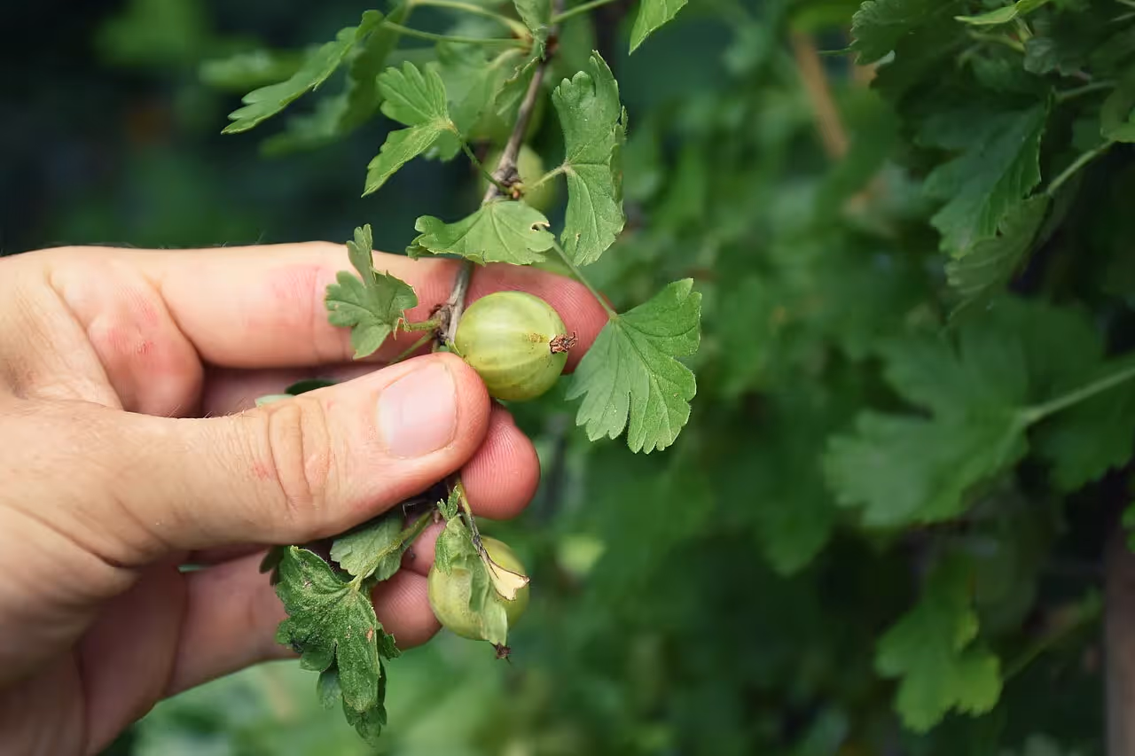 Stachelbeeren sind unser heimisches Superfood