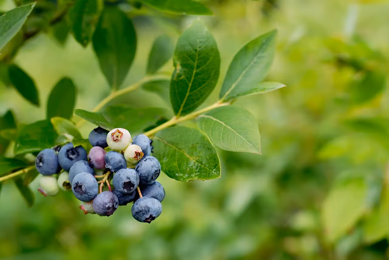 Blaubeeren oder Heidelbeeren sind ein gesunder und leckerer Snack
