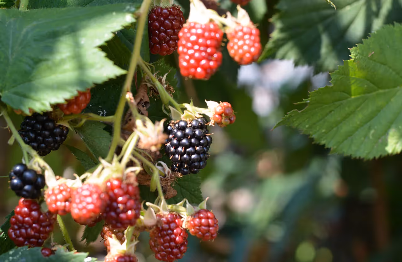 Brombeeren beenden die Beerensaison