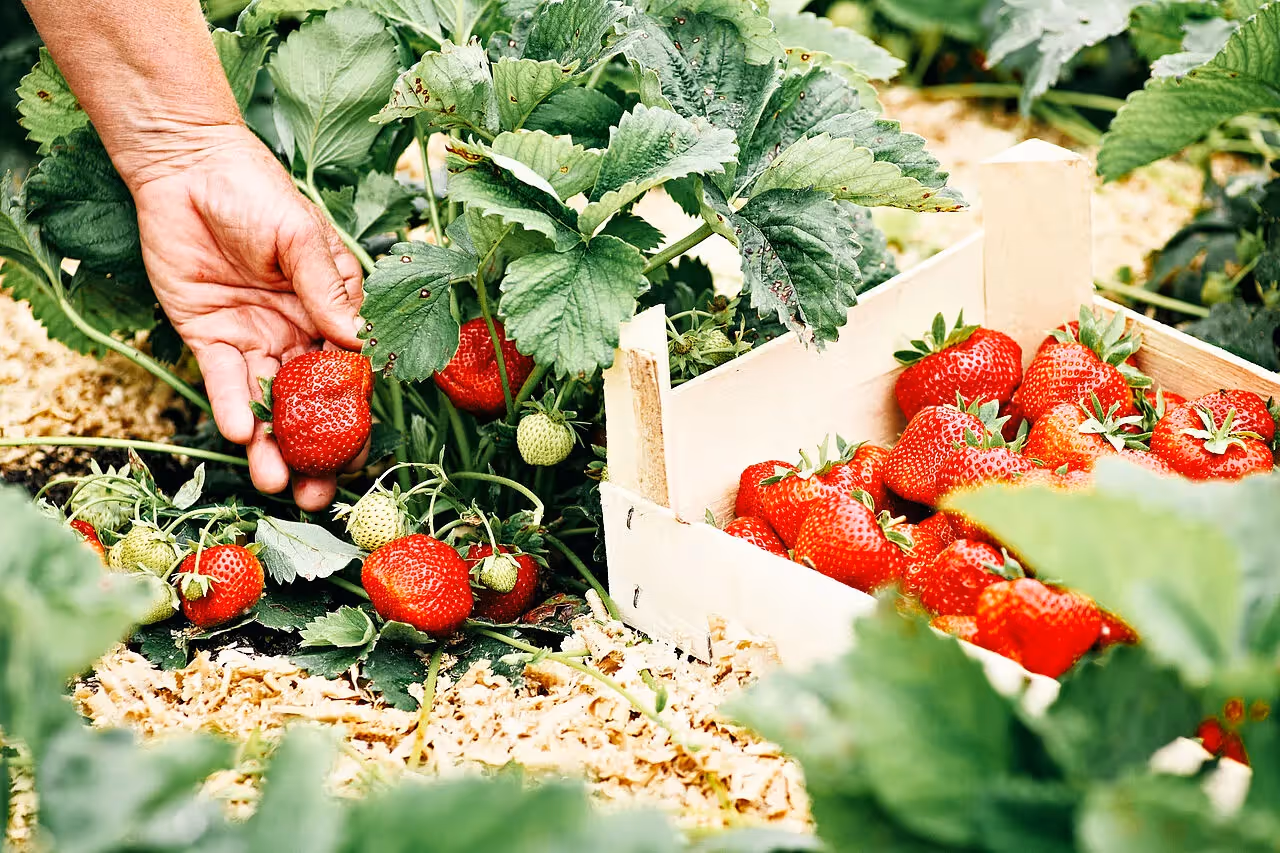 Erdbeeren stellen den Auftakt der Beerensaison dar
