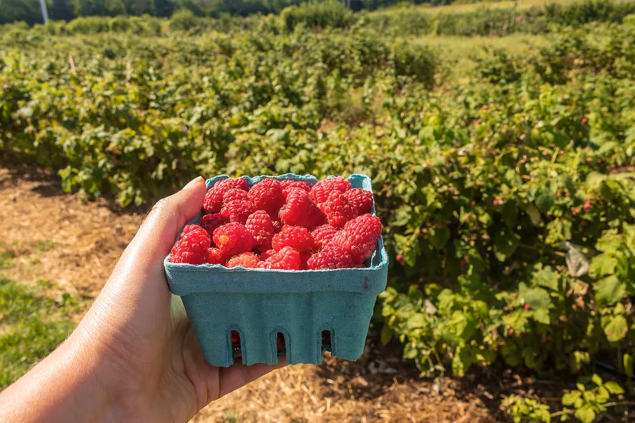 Himbeeren enthalten viele gesunde Inhaltsstoffe