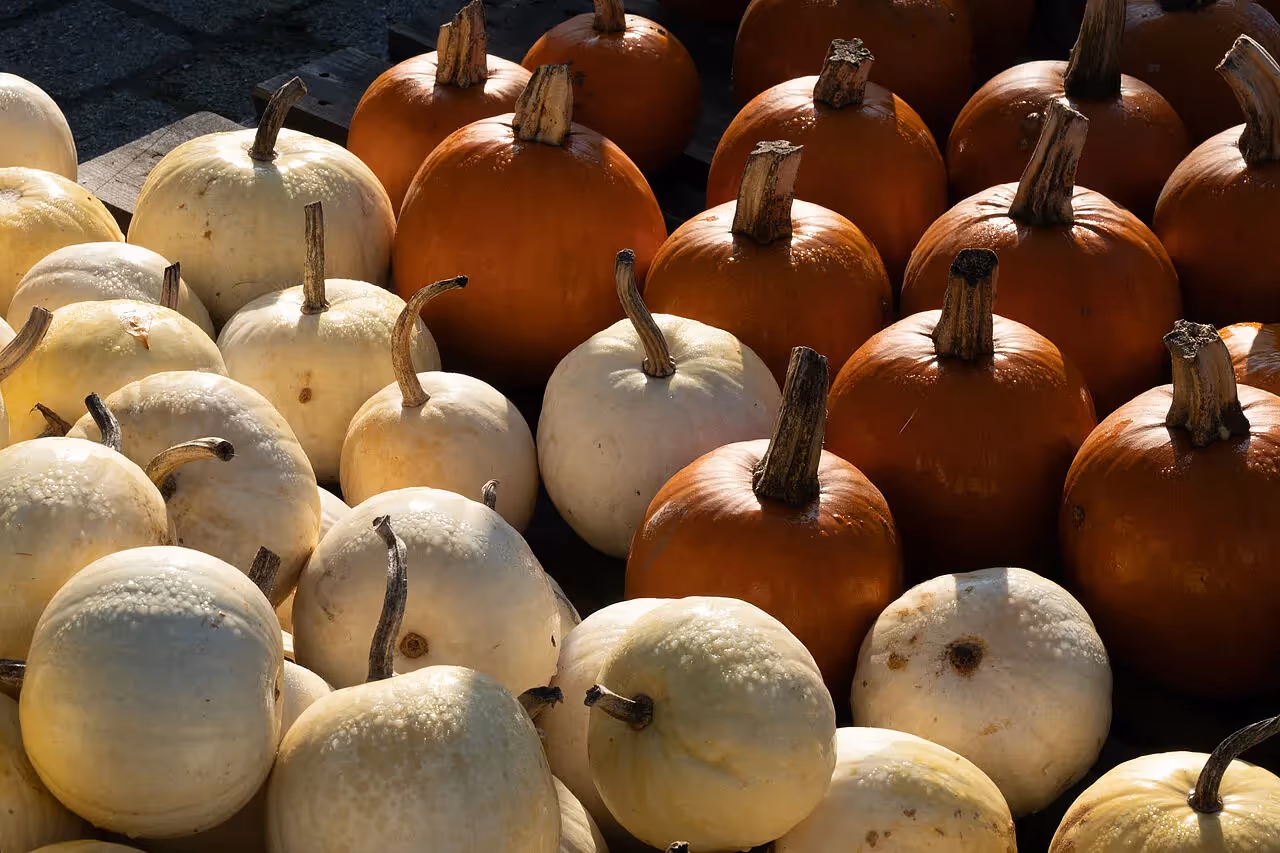 Die Vielfalt der Kürbisse ist besonders im Herbst groß