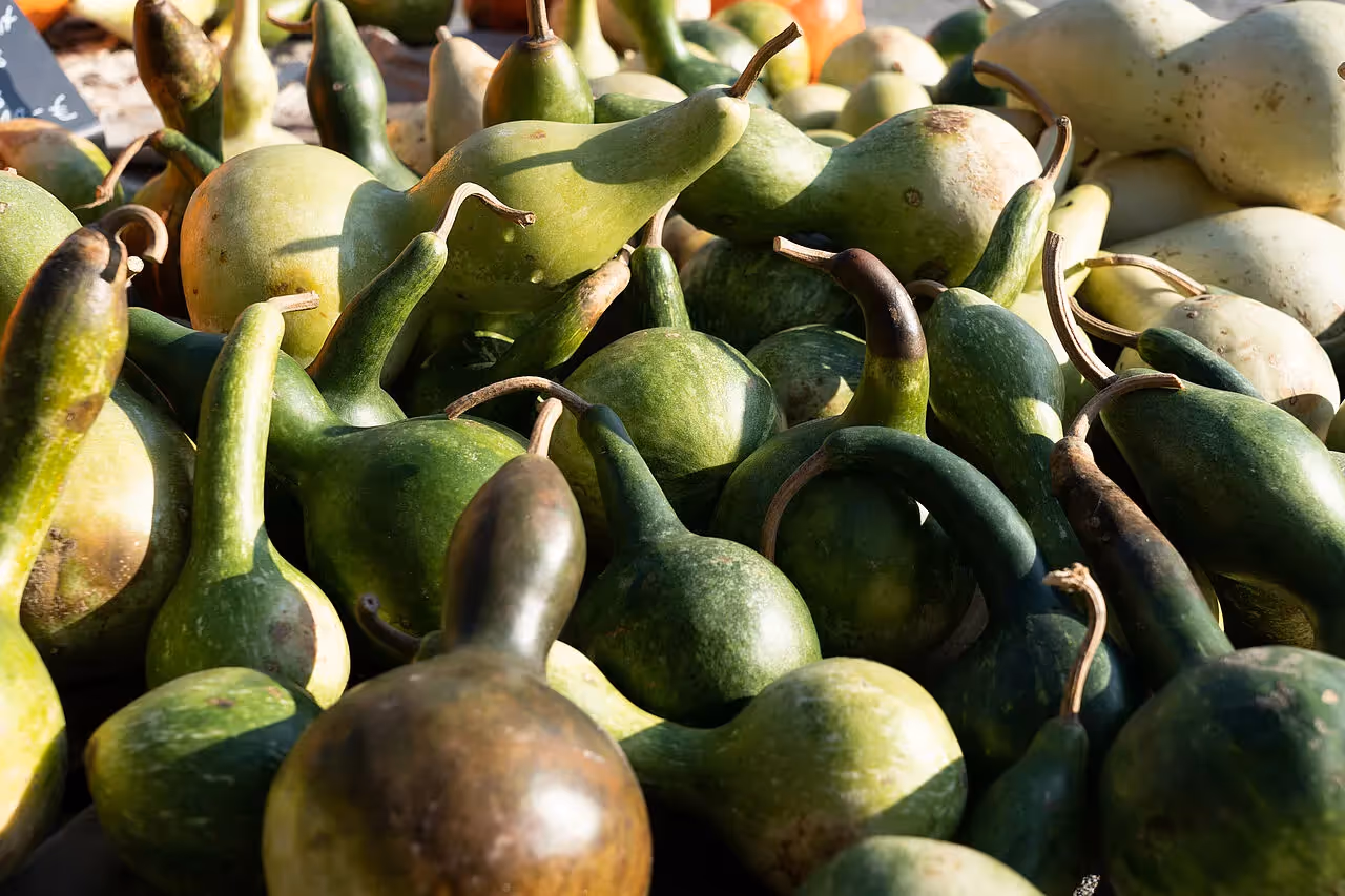 Die Kürbissaison zeigt die große Vielfalt der Formen und Farben der Kürbisse