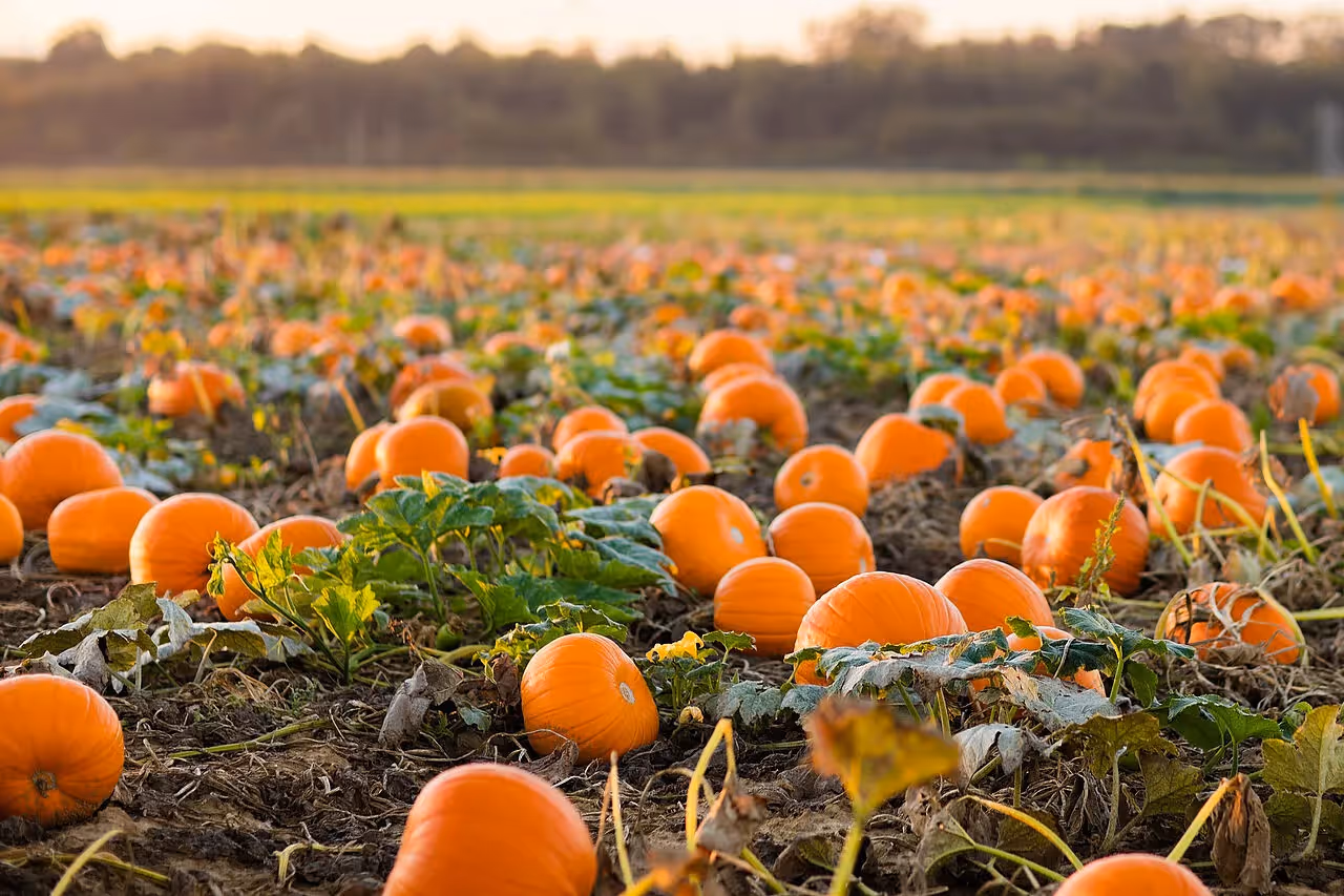 Auf dem Feld liegende Kürbisse kurz vor der Ernte
