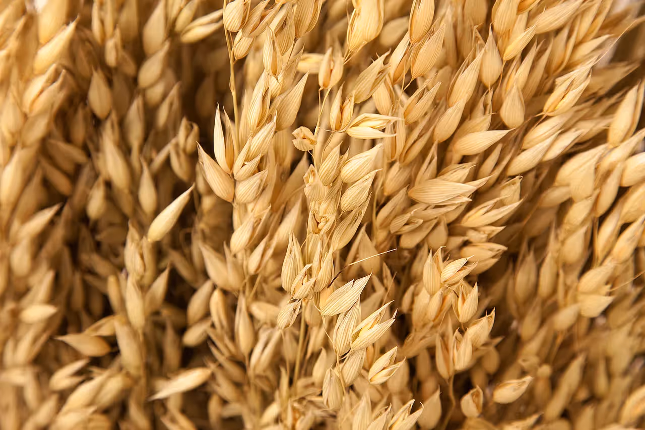 Haferanbau auf einem Feld
