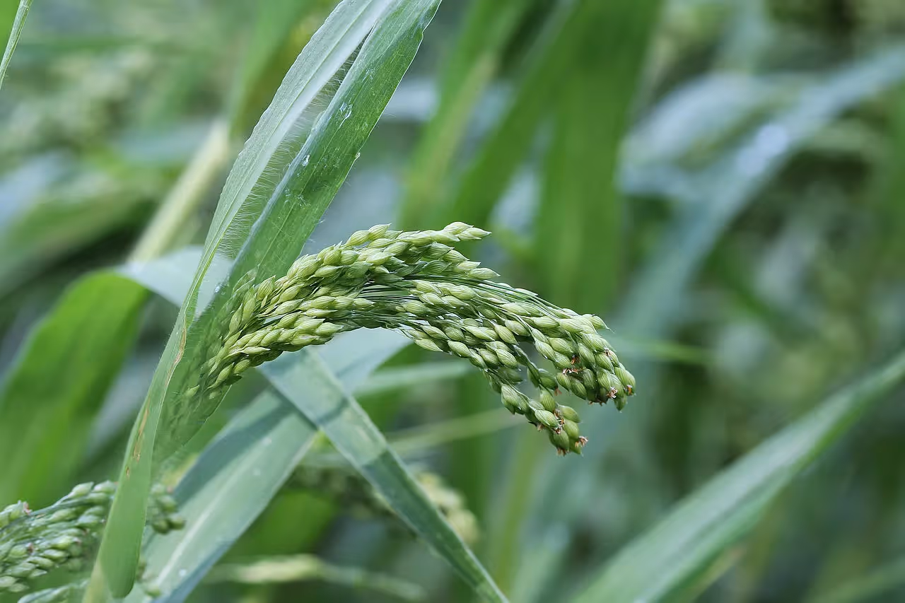 Hirseähren vor der Ernte