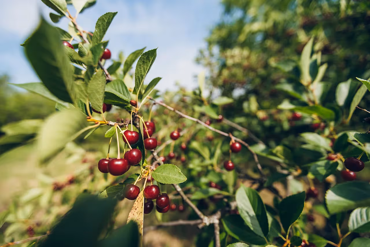 Alte Kirschsorte auf einer Streuobstwiese