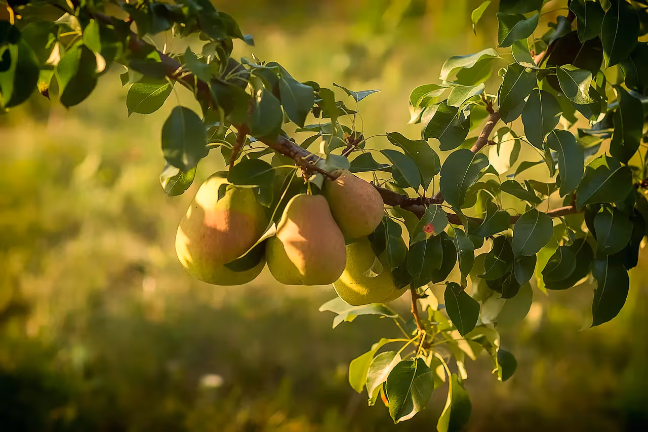Alte Birnensorten sind ein typisches Obst auf Streuobstwiesen