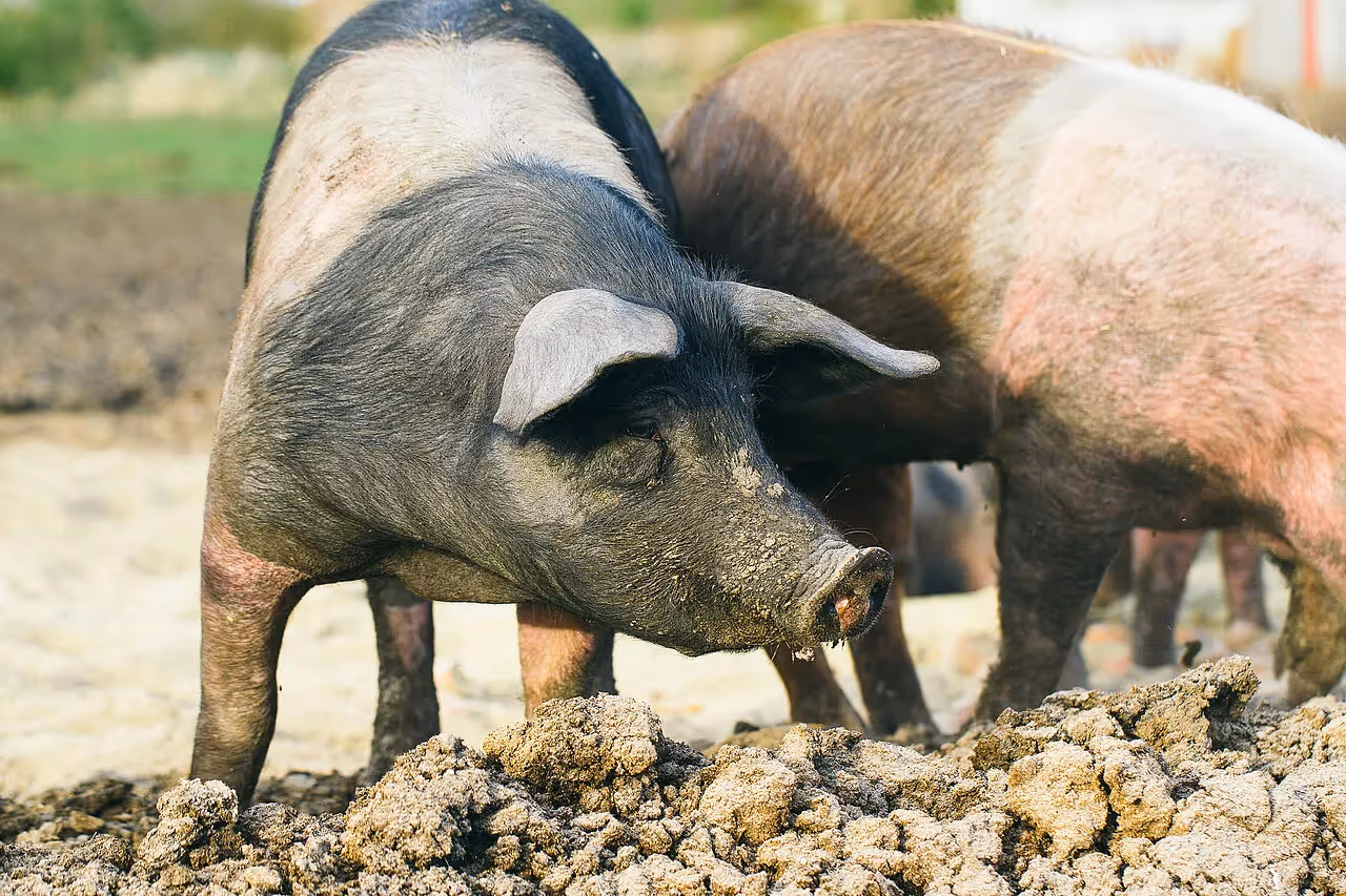 Deutsches Sattelschwein
