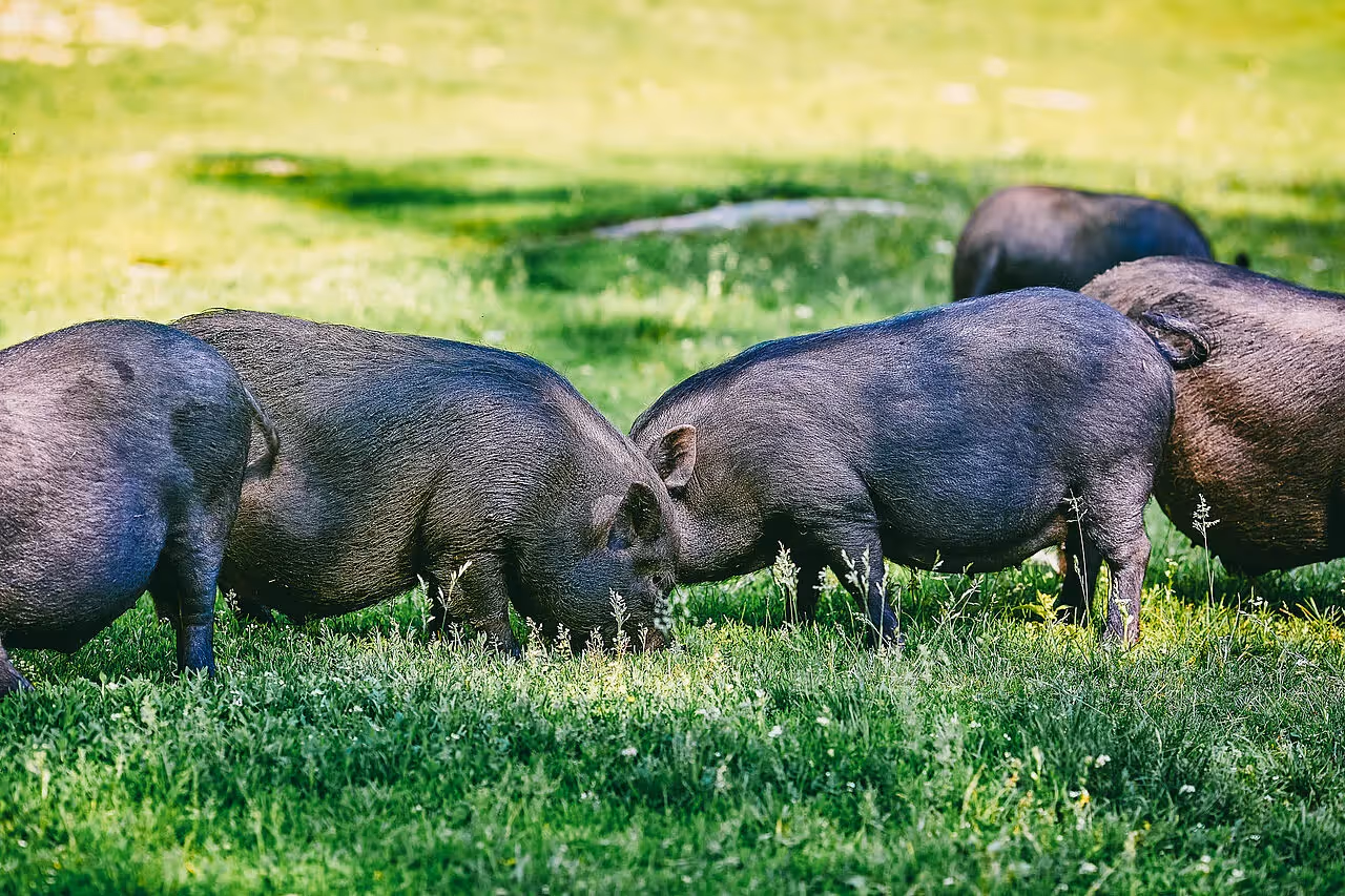 Hängebauchschwein