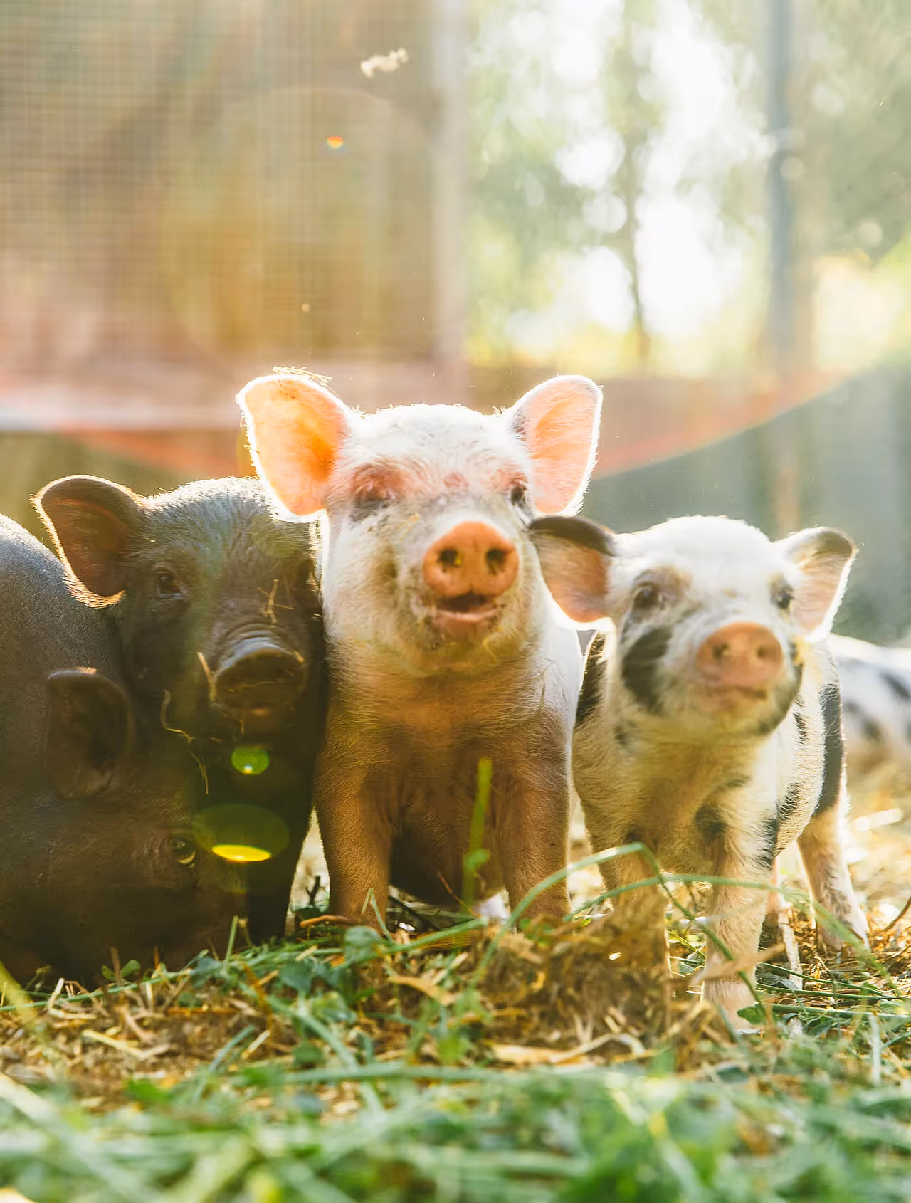 Hybridzucht