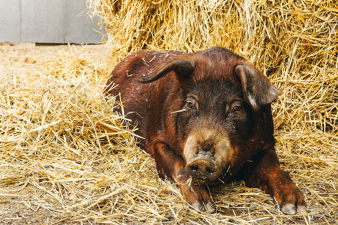 Duroc