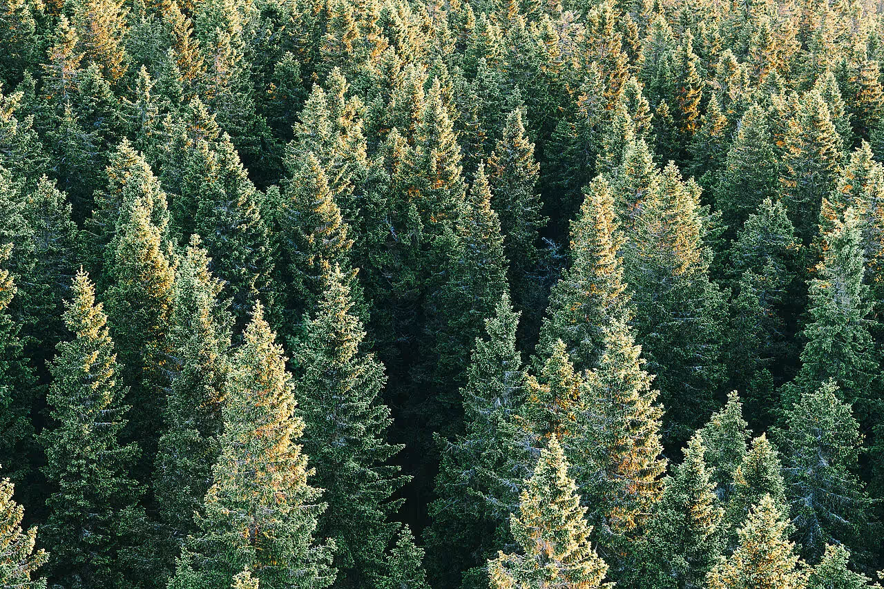 Wie lange braucht ein Weihnachtsbaum zum wachsen? 