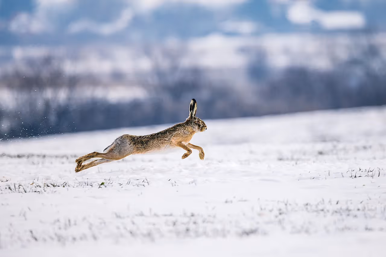 Erstaunlich - Tiere im winterlichen Wald!
