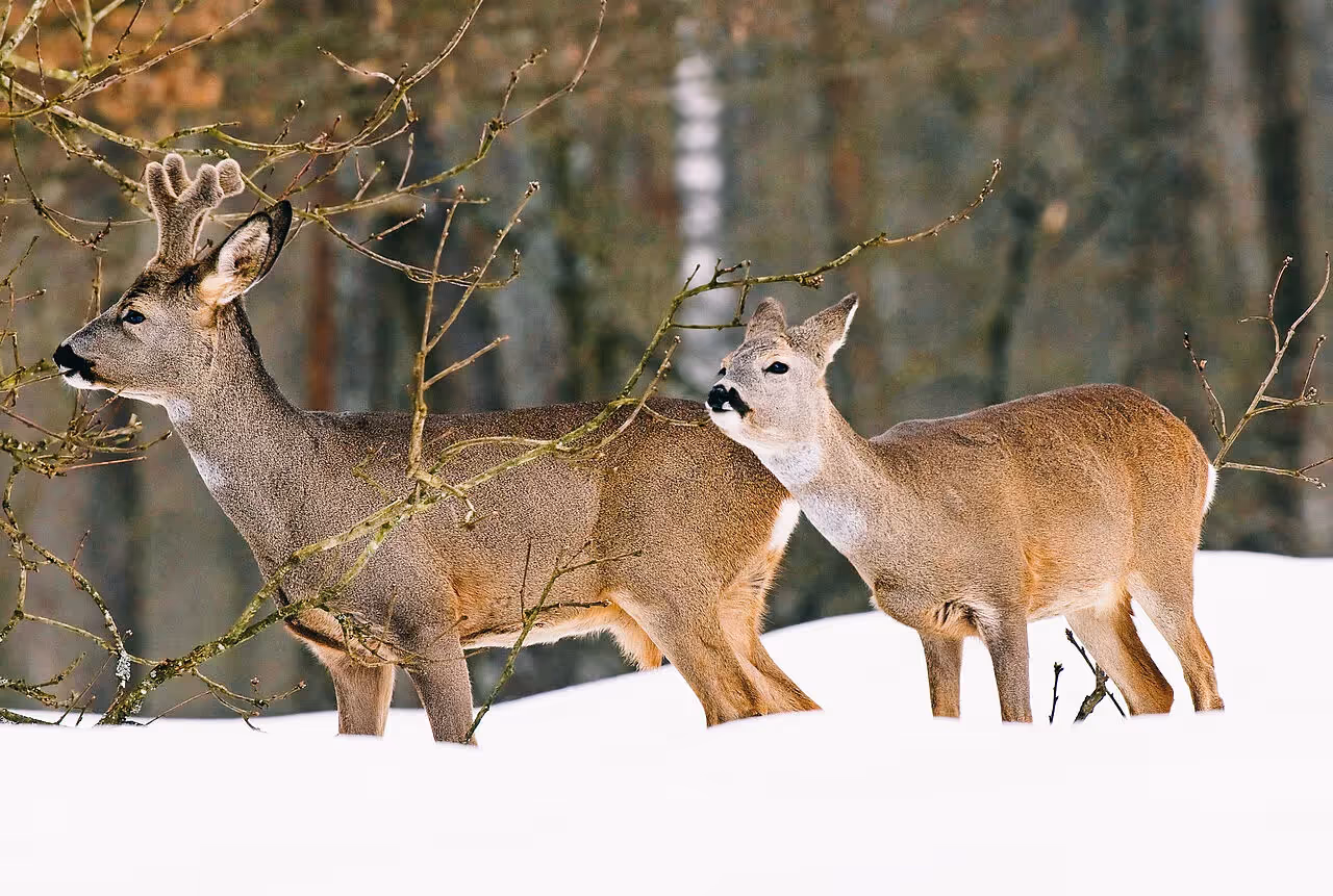 Futtersuche im Winter