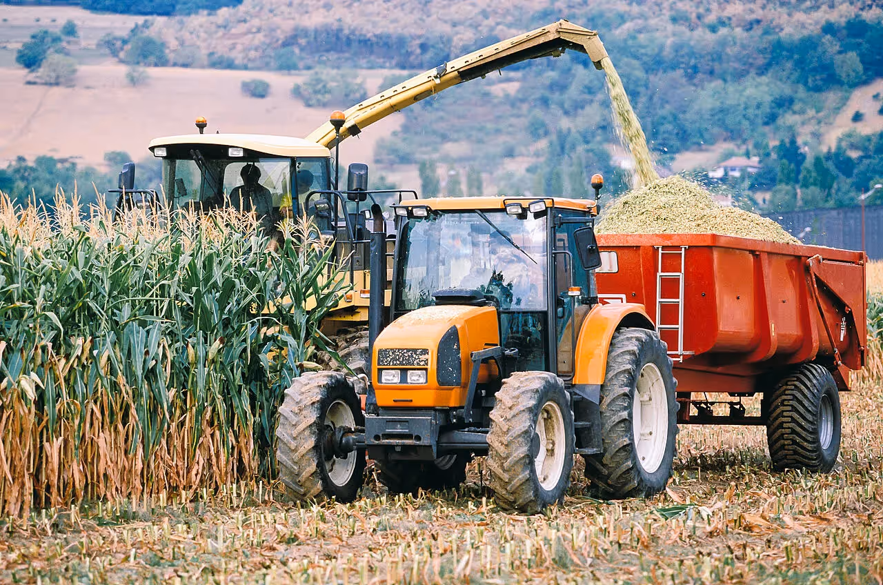 Vermaisung in der Landwirtschaft - ein Problem?