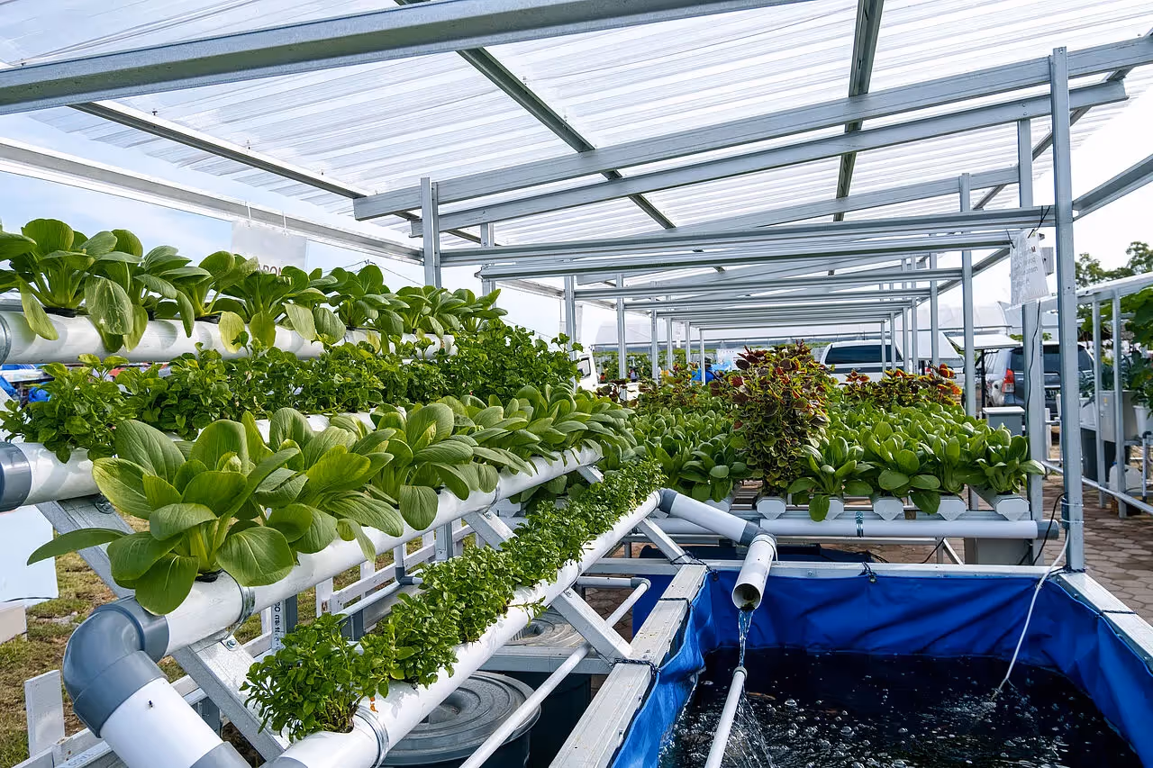 In einem Aquaponik–System angebaute Pflanzen