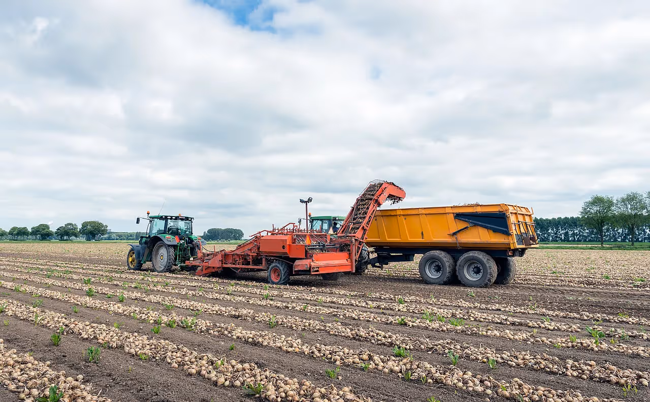 Zwiebelernte in der Landwirtschaft