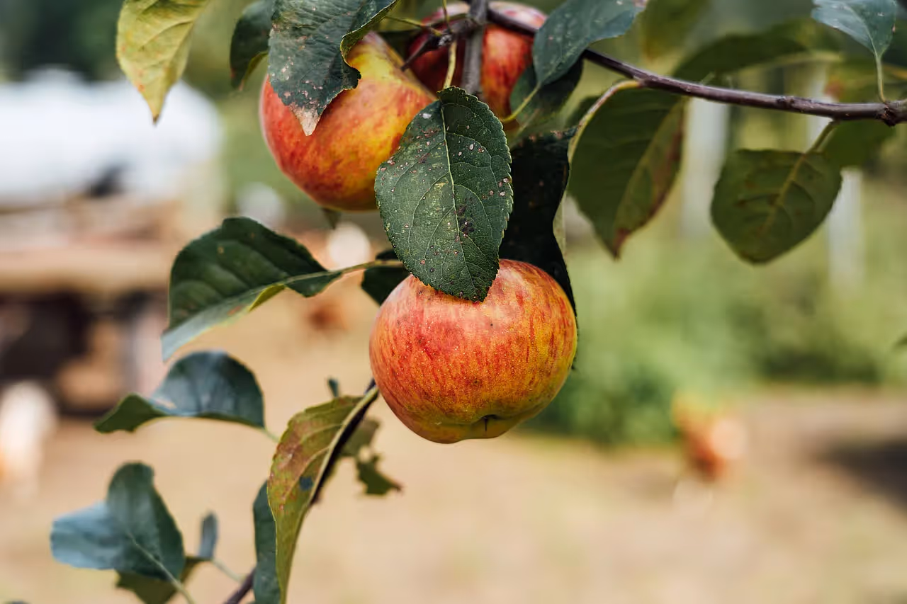 Apfel an einem Ast