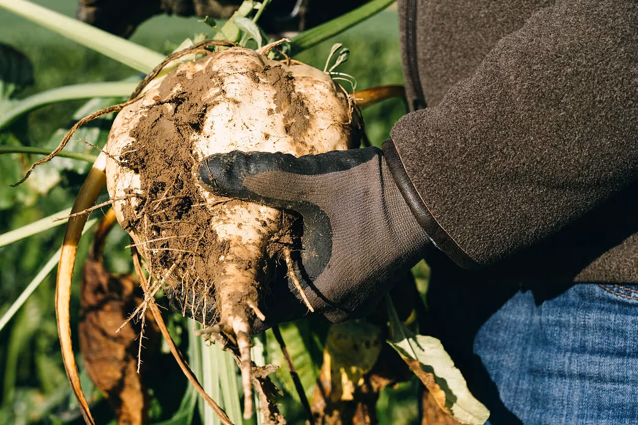 Landwirt mit Gemüse in der Hand