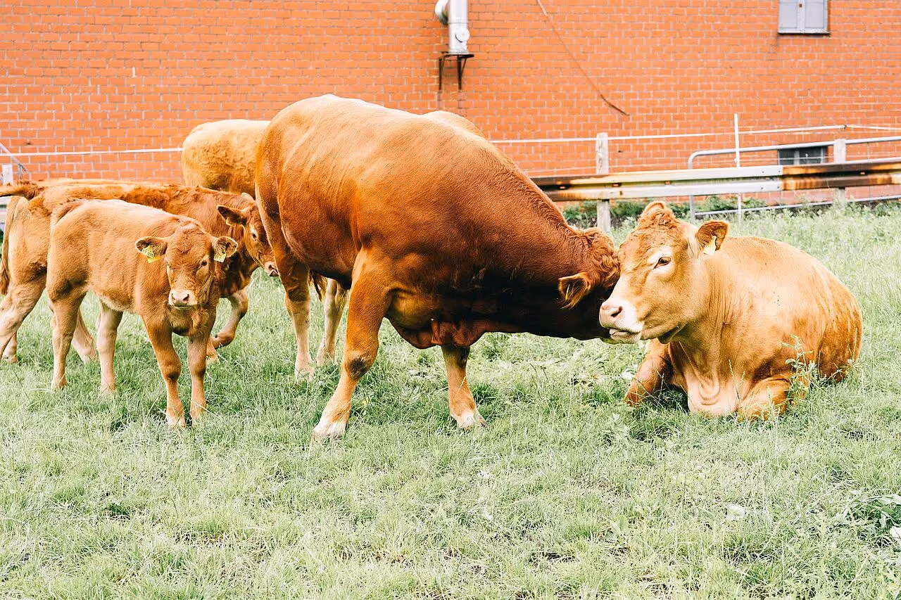 Landwirtschaft in Westfalen Lippe Landwirt Michael Eichoff
