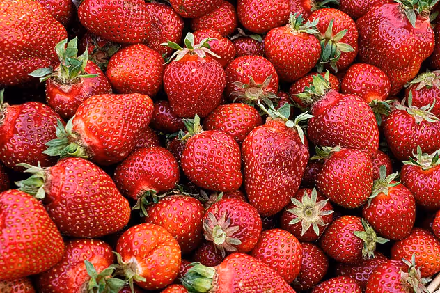Bio Erdbeeren von einem Bioland-Betrieb Landwirtschaft in Nordrhein-Westfalen