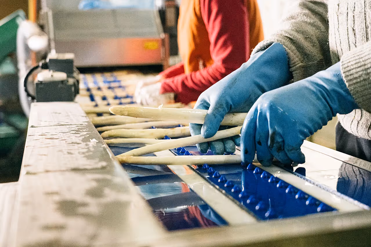 Spargel Ernte und Verarbeitung 