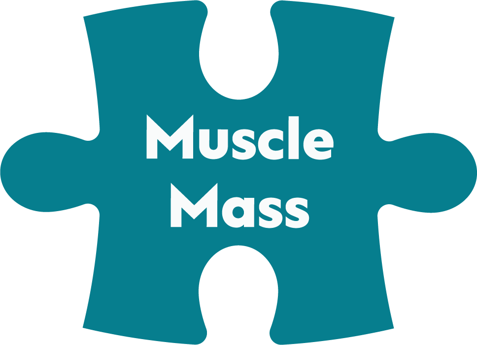 Blue puzzle piece with the words Muscle Mass in white text.